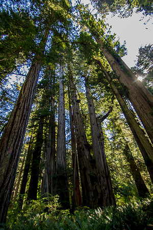 The Redwoods 2015-9587
