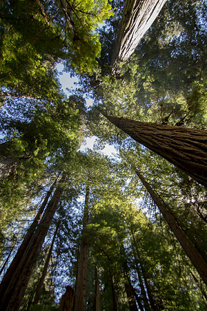 The Redwoods 2015-9588