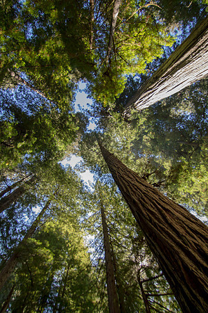The Redwoods 2015-9589