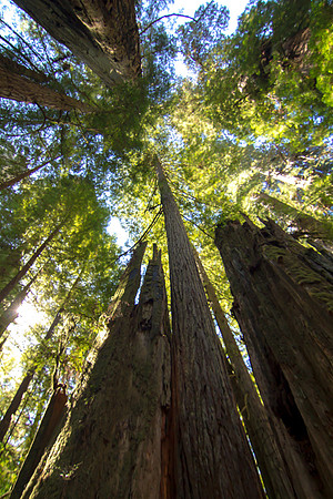 The Redwoods 2015-9591