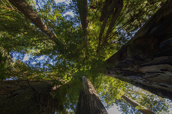 The Redwoods 2015-9599
