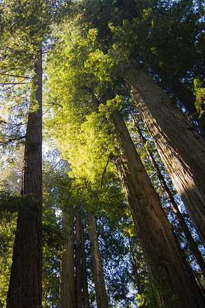 The Redwoods 2015-9604