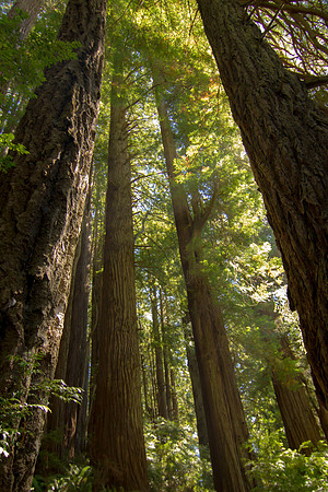 The Redwoods 2015-9628