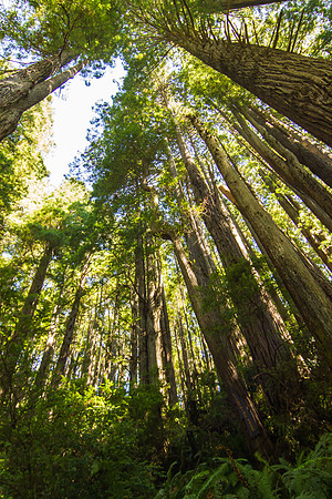The Redwoods 2015-9631