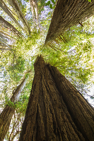 The Redwoods 2015-9638
