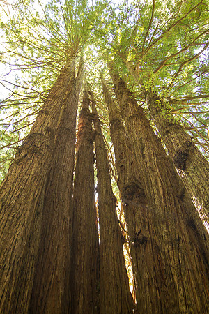 The Redwoods 2015-9649