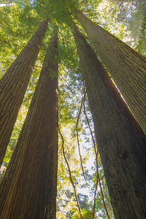 The Redwoods 2015-9654