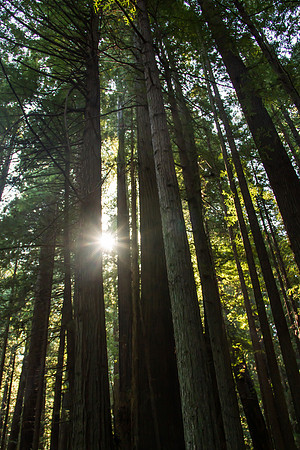 The Redwoods 2015-9721