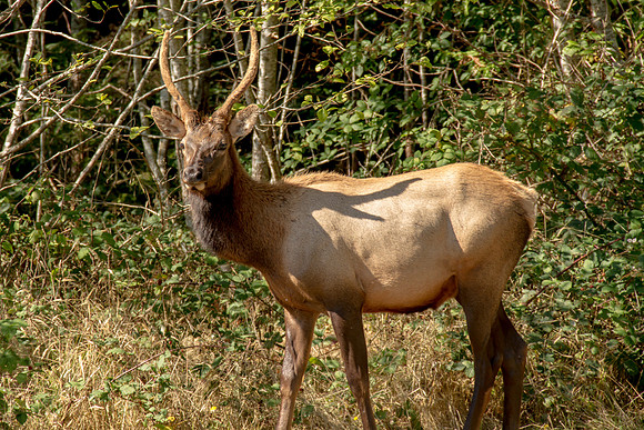Elk in Oregon 2015-9527