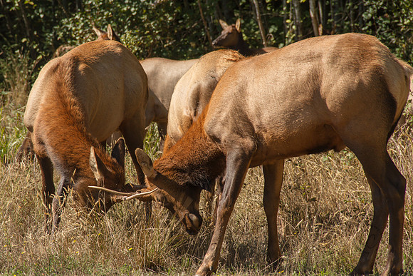 Elk in Oregon 2015-9546