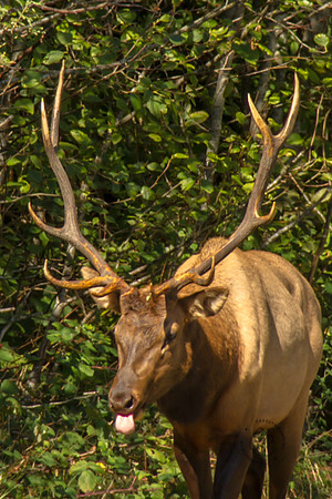 Elk in Oregon 2015-9552