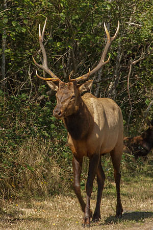 Elk in Oregon 2015-9556