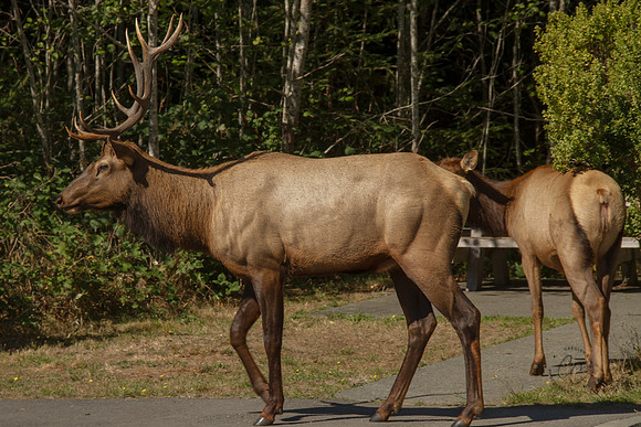 Elk in Oregon 2015-9560