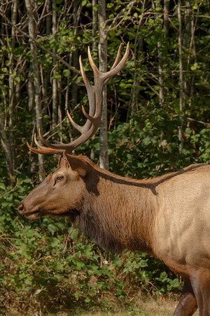 Elk in Oregon 2015-9560-2
