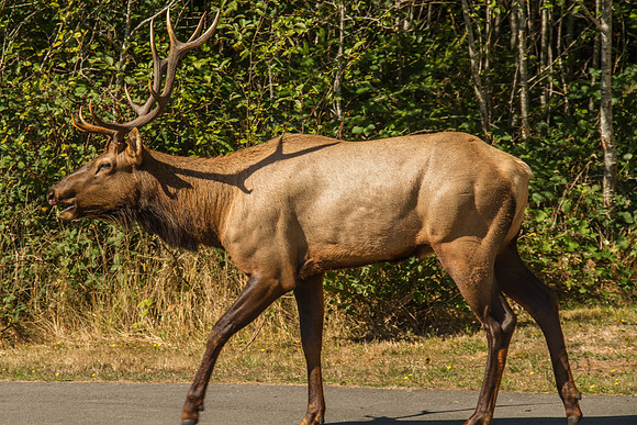 Elk in Oregon 2015-9561