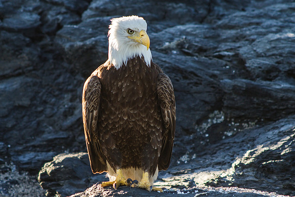 Eagle 2015-5946
