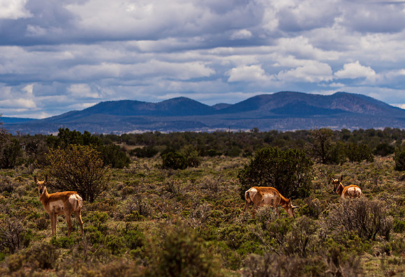 Pronghorn Williams AZ 2026-8984