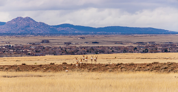 Prescott Valley Pronghorn 2026-4483