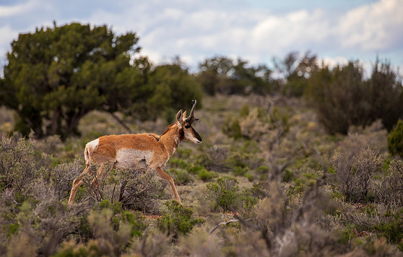 Pronghorn Williams AZ 2026-8999
