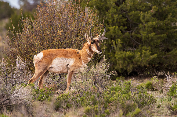 Pronghorn Williams AZ 2026-9004