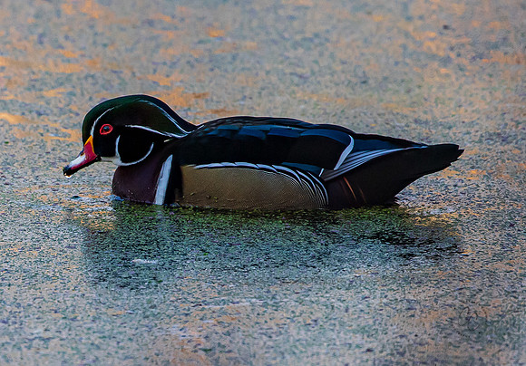 Bellingham Wood Duck 2022-8418