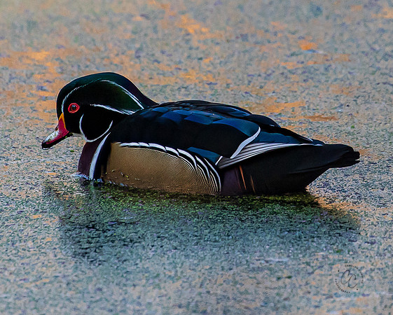 Bellingham Wood Duck 2022-8421