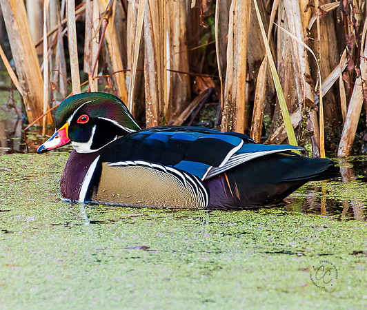 Bellingham Wood Duck 2022-8455