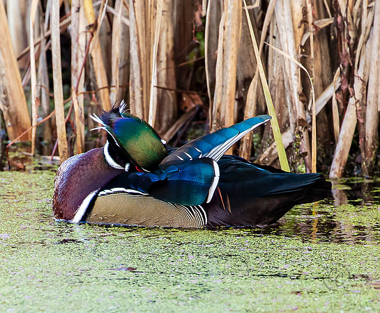 Bellingham Wood Duck 2022-8459