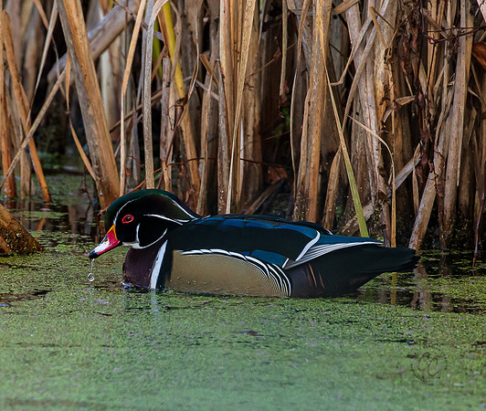 Bellingham Wood Duck 2022-8469