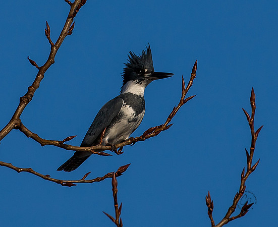 Bellingham Kingfisher Dec 2022-8834