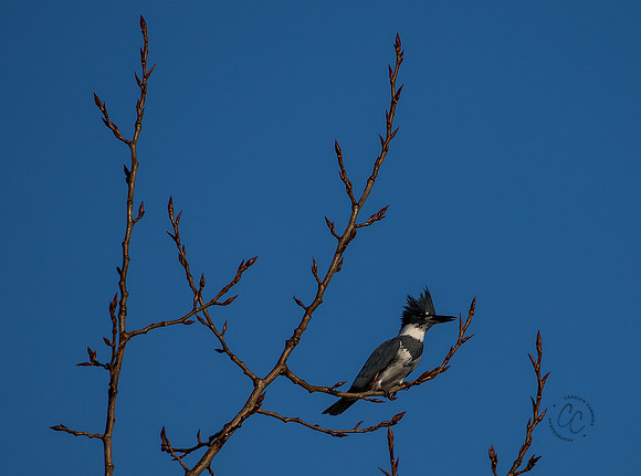 Bellingham Kingfisher Dec 2022-8835