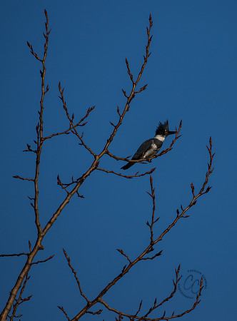 Bellingham Kingfisher Dec 2022-8833