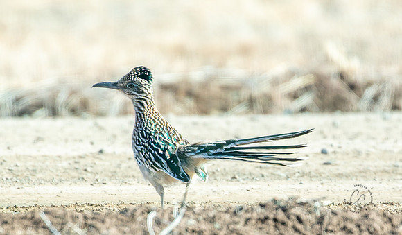 Arizona Road Runner Feb 2023-9513