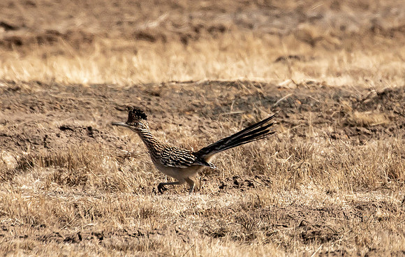 Arizona Road Runner Feb 2023-9551