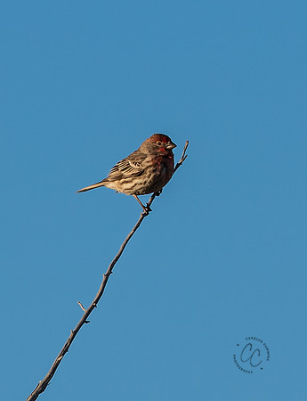 Arizona House Finch Feb 2023-9909
