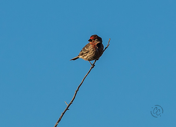 Arizona House Finch Feb 2023-9915