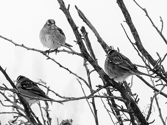 Arizona House Finch Feb 2023-9921
