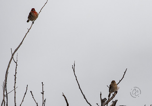 Arizona House Finch Feb 2023-9924