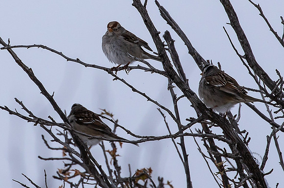 Arizona House Finch Feb 2023-9920