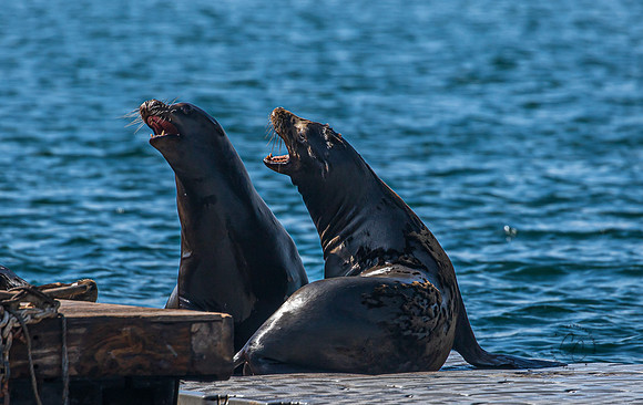 Oceanside CA Sea Lions 2023-9809