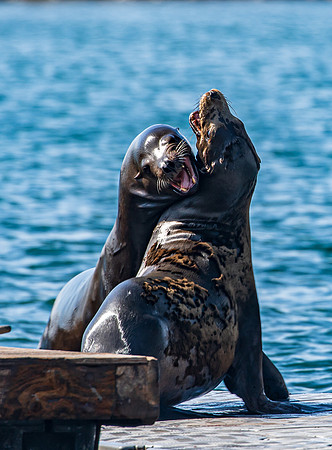 Oceanside CA Sea Lions 2023-9805