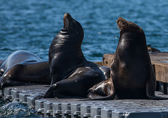 Oceanside CA Sea Lions 2023-9775