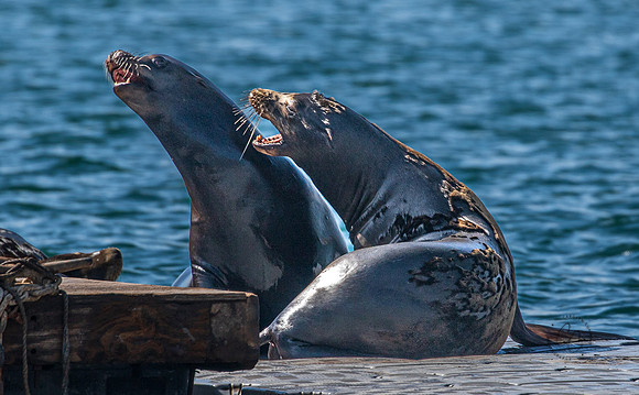 Oceanside CA Sea Lions 2023-9815