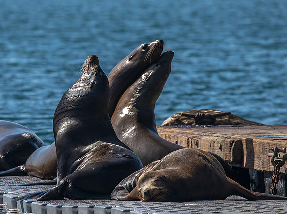 Oceanside CA Sea Lions 2023-9821