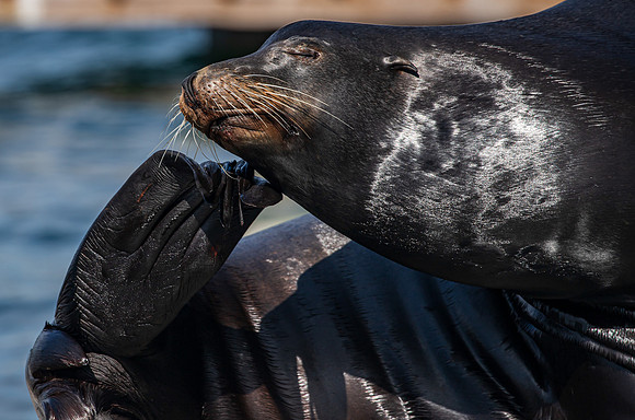 Oceanside CA Sea Lions 2023-9886