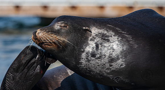 Oceanside CA Sea Lions 2023-9888