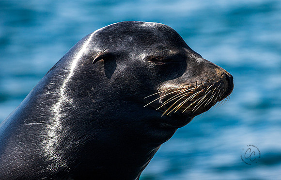 Oceanside CA Sea Lions 2023-9855