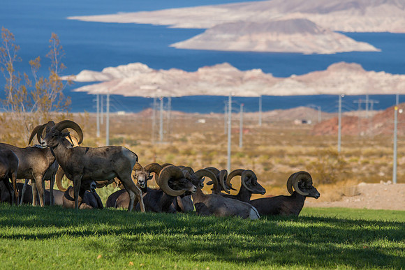 Big Horn Sheep-2