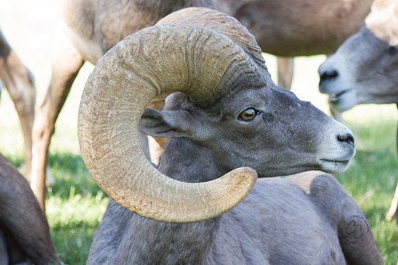 Big Horn Sheep-0090