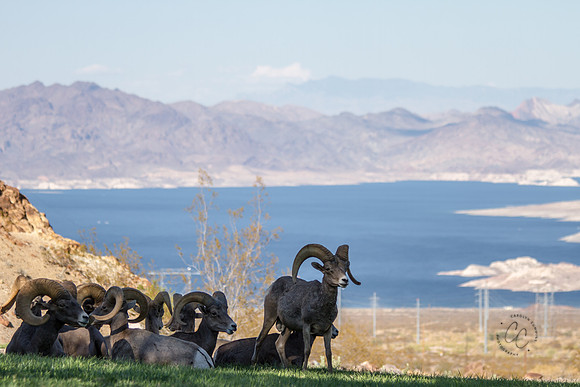 Big Horn Sheep-0072